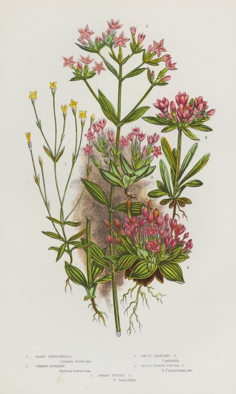 Blommande växter i Storbritannien: Least Gentianella, Common Centaury, Dwarf Branched Centaury, Broad Bladed Tufted Centaury, Dwarf Tufted Centaury (färg litho) av English School