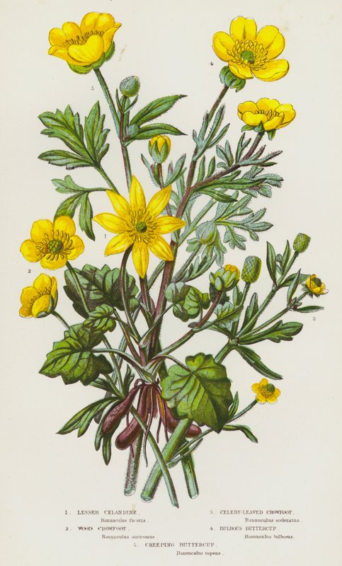 Blommande växter i Storbritannien: Krollilja, kråkvicker, kråkvicker, smörblomma, smörblomma (färglitografi) av English School