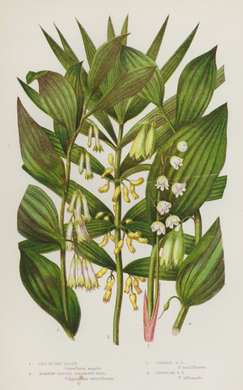 Blommande växter i Storbritannien: liljekonvalj, smalbladig salvia, vanlig salvia, kantig salvia (färglitografi) av English School
