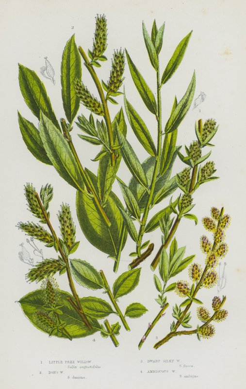 Blommande växter i Storbritannien: Little Tree Willow, Don