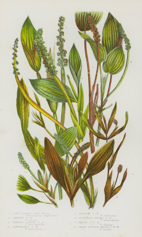 Blommande växter i Storbritannien: Långbladiga Pond Weed, Shining Pond Weed, olika Lövbladiga Pond Weed, Lanceolate Pond Weed, Rödaktiga Pond Weed, Groblad Pond Weed, avlånga Pond Weed, Sharp Fruited bredbladiga Pond Weed (färg litho) av English School