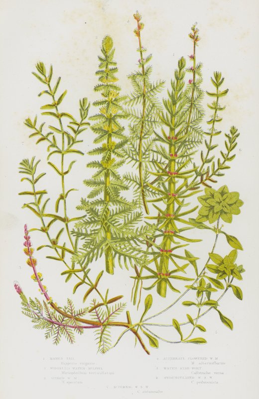 Blommande växter i Storbritannien: Mares Tall, Wurled Water Milfoil, Spiked Water Milfoil, Alternativt Blomstrande Vatten Milfoil, Water Star-Wort, Pedunculated Water Star Wort, Autumnal Water Sort Wort (färg litho) av English School
