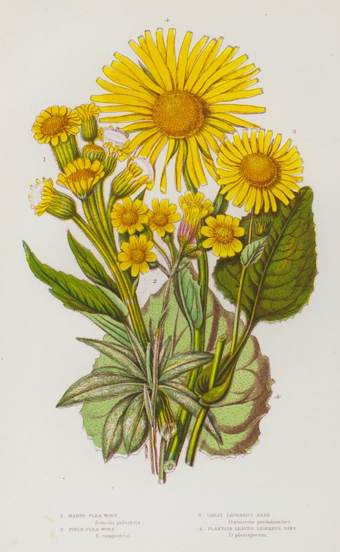 Blommande växter i Storbritannien: Marsh Flea Wort, Field Flea Wort, Great Leopard