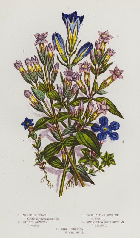 Blommande växter i Storbritannien: Kärrgentiana, vårgentiana, liten alpgentiana, småblommig gentiana, fältgentiana (färglitografi) av English School
