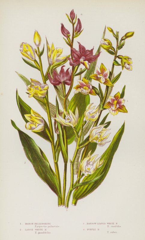 Blommande växter i Storbritannien: Marsh Helleborine, Large White Helleborine, Narrow-Leaved White Helleborine, Purple Helleborine (färg litho) av English School