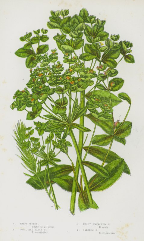 Blommande växter i Storbritannien: Marsh Spurge, Coral Like Hairy Spurge, Leafy Branched Spurge, Cypress Spurge (färg litho) av English School