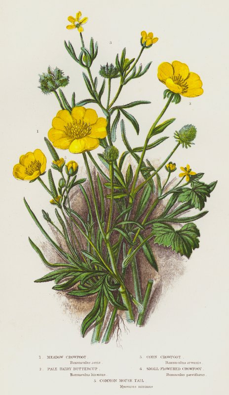 Blommande växter i Storbritannien: Ängskrabba, blek hårig smörblomma, majskrabba, småblommig kråkvicker, vanlig musört (färglitografi) av English School