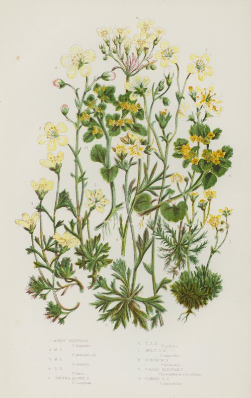 Blommande växter i Storbritannien: Mossax, Mossax, Mossbräcka, Mossax, Mossax, tuftad fjällbräcka, tuftad fjällbräcka, mossig fjällbräcka, pelargonbräcka, gyllene nötknäcka, vanlig guldbräcka (litofärg) av English School