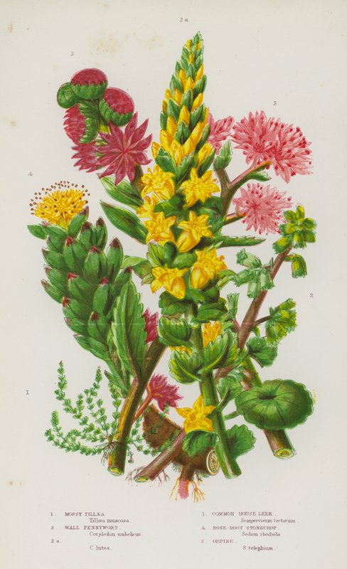 Blommande växter i Storbritannien: Mossy Tillaea, Wall Pennywort, Wall Pennywort, Common House Purjolök, Rose-Root Stonecrop, Orpine (färg litho) av English School