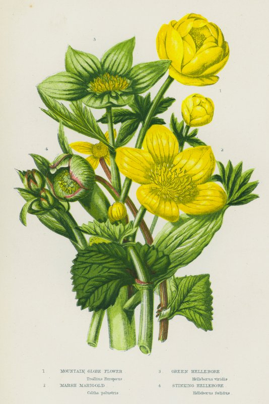 Blommande växter i Storbritannien: Mountain Globe Flower, Marsh Marigold, Green Hellebore, Stinking Hellebore (färg litho) av English School