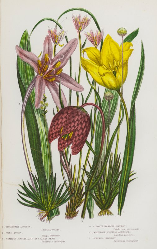 Blommande växter i Storbritannien: Bergslilja, vild tulpan, ormrot, ängssaffran, skotsk fjällskivling, fjällpipört (färg litho) av English School