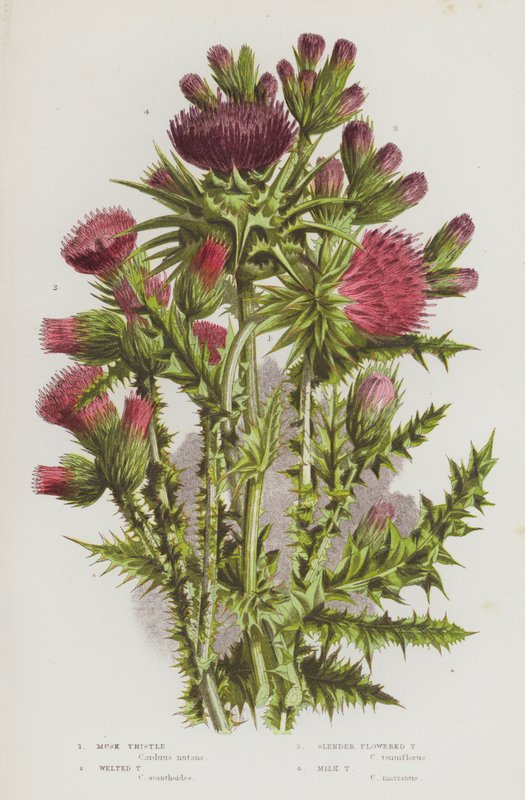 Blommande växter i Storbritannien: Mysktistel, tistel, tistel med smala blommor, mjölktistel (färglitografi) av English School