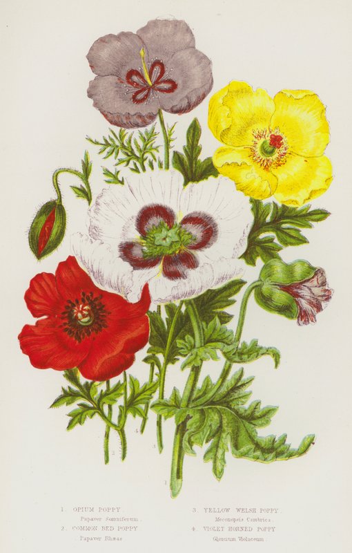 Blommande växter i Storbritannien: opiumvallmo, vanlig röd vallmo, gul walesisk vallmo, violetthornsvallmo (färg litho) av English School