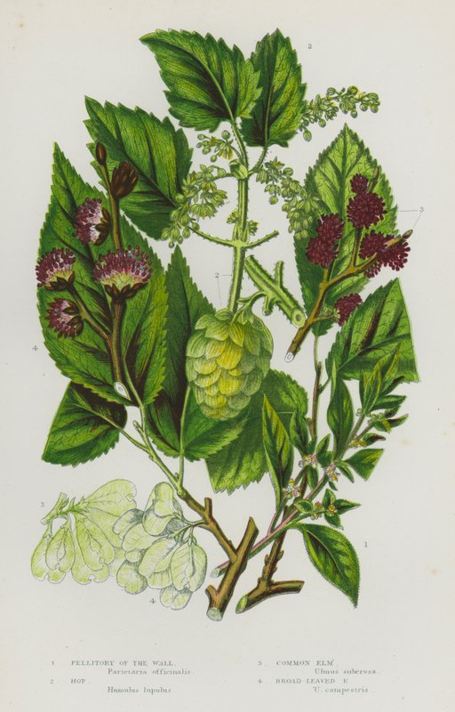 Blommande växter i Storbritannien: Pellitory of the Wall, Hop, Common Elm, Broad-Leaved Elm (färglitografi) av English School