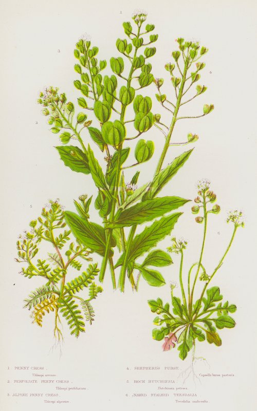 Blommande växter i Storbritannien: Penny Cress, Perfoliate Penny Cress, Alpine Penny Cress, Shepherd