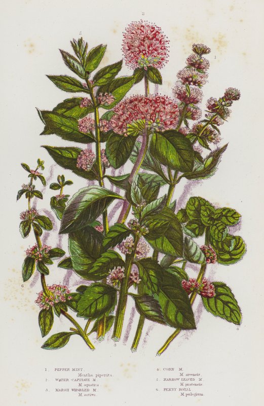 Blommande växter i Storbritannien: Pepparmynta, Water Capitate Mint, Marsh Whorled Mint, Corn Mint, Narrow Leaved Mint, Penny Royal (färg litho) av English School