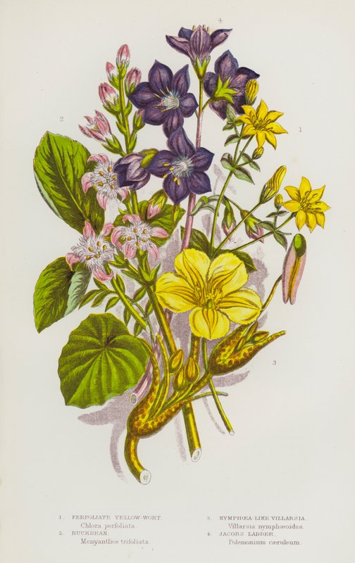 Blommande växter i Storbritannien: Perfoliate Yellow-Wort, Buckbean, Nymphoea-Like Villarsia, Jacobs Ladder (färglitografi) av English School