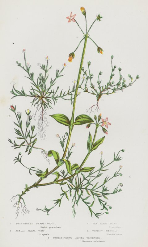 Blommande växter i Storbritannien: Liggande pärlor, ettårig pärlört, havspärlört, upprätt maenchia, trädgräs (färg litho) av English School