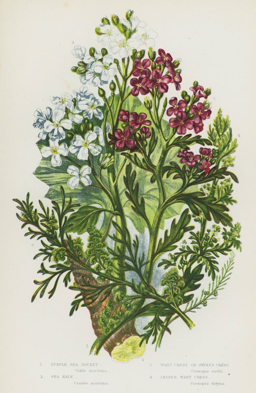 Blommande växter i Storbritannien: Lila havsraket, havskål, vårtkrasse eller svinkrasse, mindre vårtkrasse (färg litho) av English School