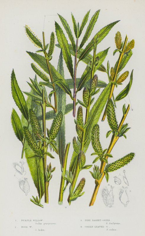Blommande växter i Storbritannien: Purple Willow, Rose Willow, Pine Basket-Osier, Green-Leaved Osier (färg litho) av English School