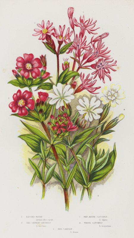 Blommande växter i Storbritannien: Ragged Robin, Red German Catchfly, Red Alpine Catchfly, White Catchfly, Red Campion (färg litho) av English School