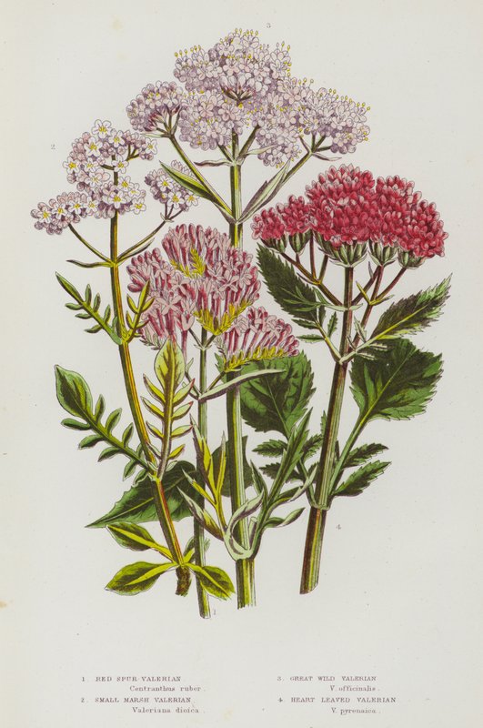 Blommande växter i Storbritannien: Red Spur Valeriana, Small Marsh Valeriana, Great Wild Valerian, Heart Leaved Valeriana (färg litho) av English School
