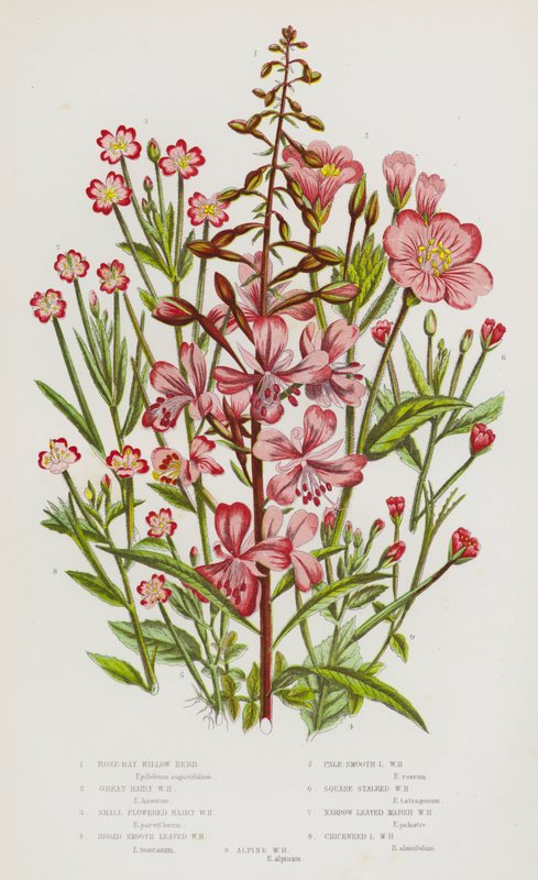 Blommande växter i Storbritannien: Rose-Bay Willow Herb, Stor Hårig Willow Herb, Småblommig Hårig Willow Herb, Bred Slät Bladed Willow Herb, Blek Slät Bladed Willow Herb, Sqaure Stjälkad Willow Herb, Sqaure Stjälkad Willow Herb, Smalbladig Marsh Willow Her av English School
