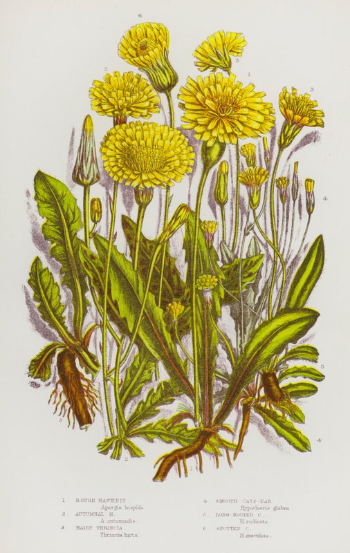 Blommande växter i Storbritannien: Rough Hawkbit, Autumnal Hawkbit, Hairy Thrincia, Smooth Cats-Ear, Långrotade Cats-Ear, Spotted Cats-Ear (färg litho) av English School