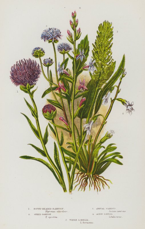 Blommande växter i Storbritannien: Rundhuvuden, spetsiga, ettåriga, akrida, lobelia, vattenlobelia (färglitografi) av English School