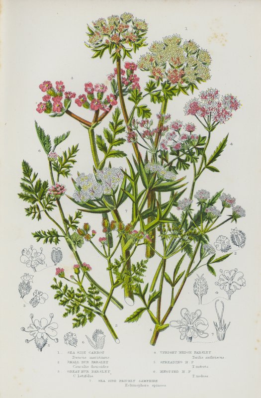 Blommande växter i Storbritannien: Sea Side Carrot, Small Bur Parsley, Great Bur Parsley, Upright Hedge Parsley, Spreading Hedge Parsley, Knotted Hedge Parsley, Sea Side Prickly Samphire (färglitografi) av English School