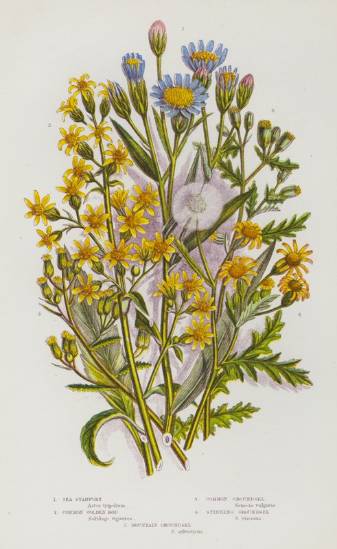 Blommande växter i Storbritannien: Sea Starwort, Common Golden Rod, Common Groundsel, Stinking Groundsel, Mountain Groundsel (färg litho) av English School