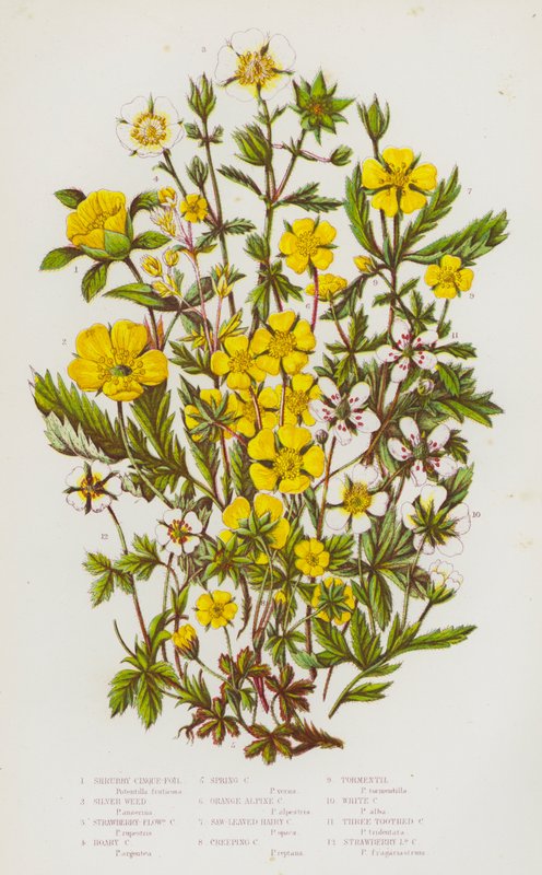 Blommande växter i Storbritannien: Buskfibbla, silvergräs, jordgubbsblommig fibbla, högfibbla, vårfibbla, orange alpfibbla, sågbladig hårig fibbla, krypande fibbla, tormentil, vit fibbla, tre av English School