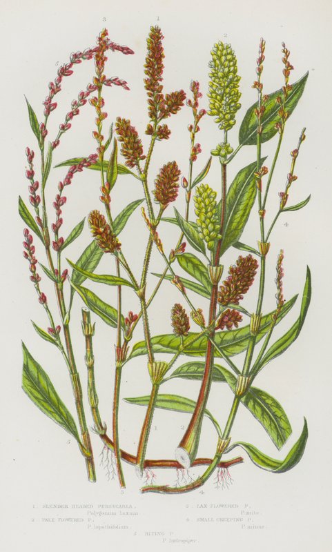 Blommande växter i Storbritannien: Smalhårig persicaria, blekblommig persicaria, slappblommig persicaria, liten krypande persecaria, bitande persecaria (färg litho) av English School