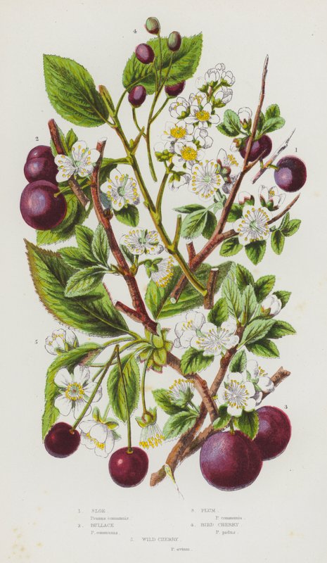 Blommande växter i Storbritannien: Sloe, Bullace, Plommon, Bird Cherry, Wild Cherry (färg litho) av English School