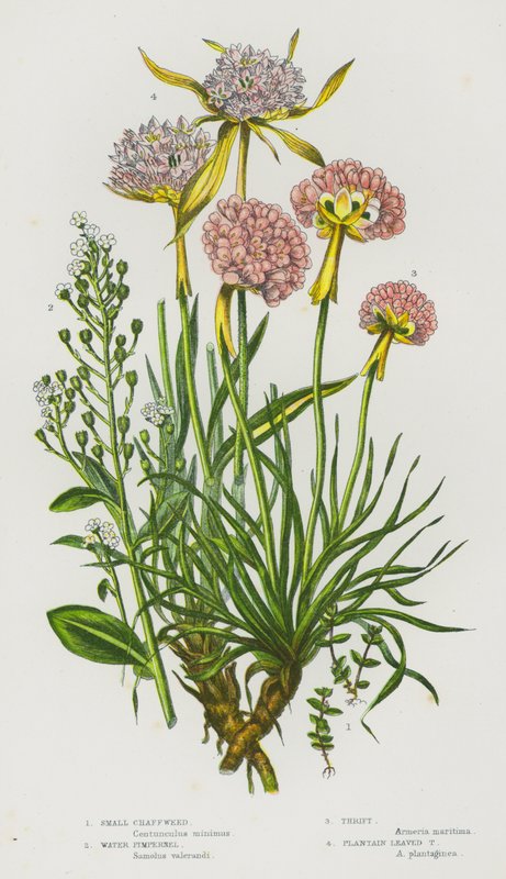 Blommande växter i Storbritannien: Små agräs, vattenpipa, sparsamhet, plantain Leaved Thrift (färg litho) av English School