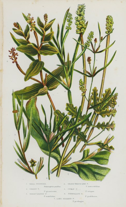 Blommande växter i Storbritannien: Små tjärna, gräsig tjärna, skarpbladig tjärna, grästångsliknande tjärna, lockig tjärn, Perfoliate Pondweed, Långskaftad Pondweed (färg litho) av English School