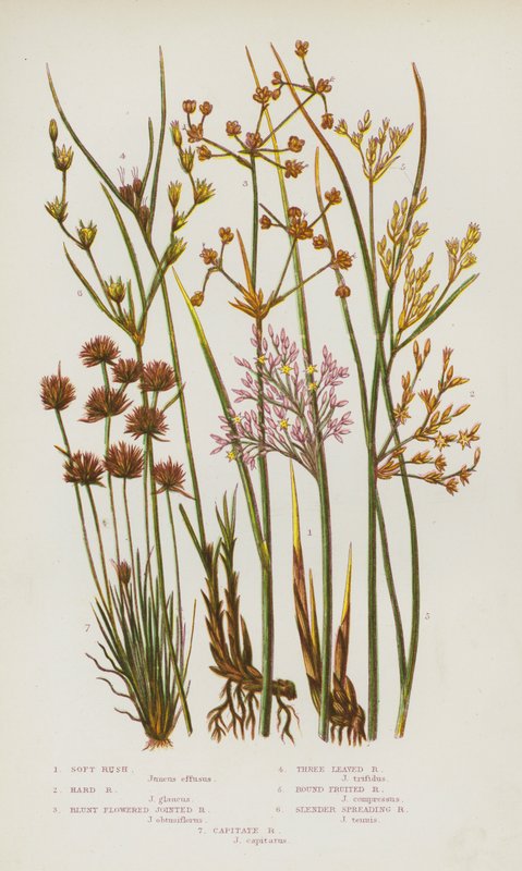 Blommande växter i Storbritannien: Mjuk Rush, Hård Rush, Trubbblommig Jointed Rush, Trebladig Rush, Round Fruit Rush, Slank spridande Rush, Capitate Rush (färg litho) av English School