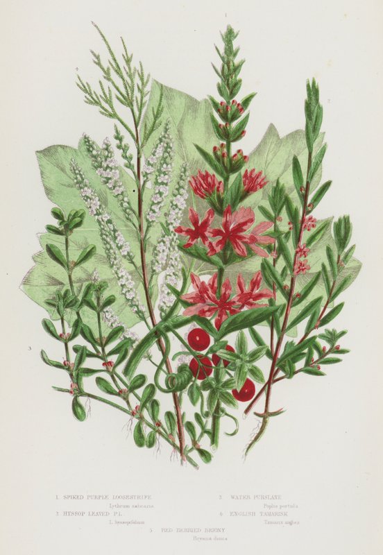 Blommande växter i Storbritannien: Spiked Purple Loosestrife, Isop Leaved Purple Loosestrife, Water Pursiane, English Tamarisk, Red Berried Briony (färg litho) av English School