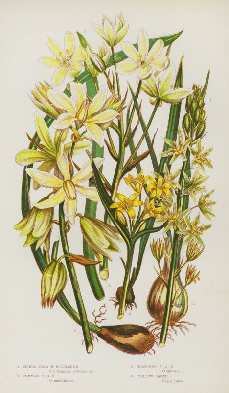 Blommande växter i Storbritannien: Spiked Star of Bethlehem, Common Star of Bethlehem, Drooping Star of Bethlehem, Yellow Gager (färg litho) av English School