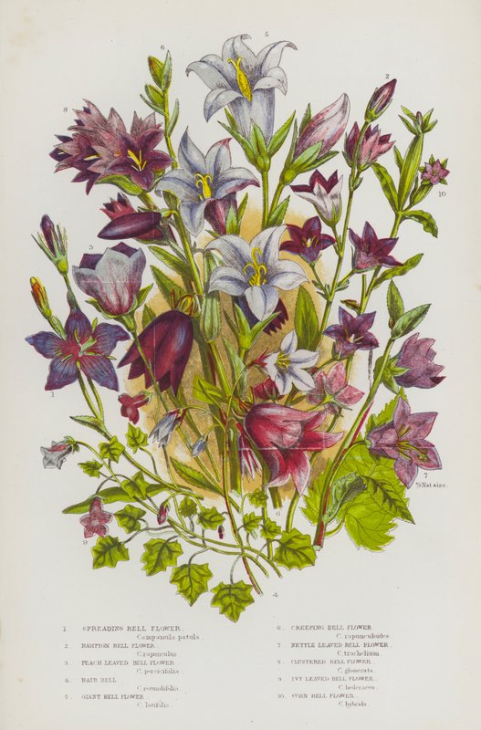 Blommande växter i Storbritannien: Spridd klockblomma, Rampionsklockblomma, Persikobladig klockblomma, Hårklocka, Jätteklockblomma, Krypande klockblomma, Nässelfladig klockblomma, Klaseformad klockblomma, Murgrönebladig klockblomma, Majsklockblomma (färg av English School