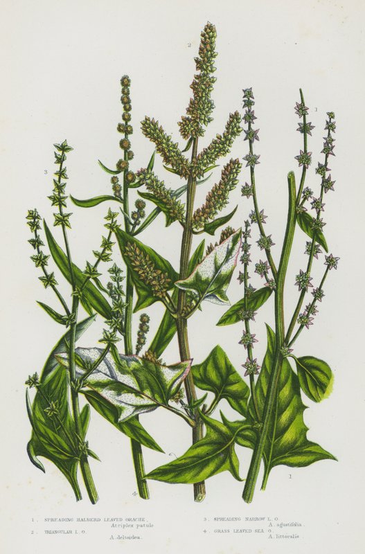 Blommande växter i Storbritannien: Spridande hellebardbladiga orache, triangulära bladorache, spridande smala orache, gräsbladsbladiga orache (färg litho) av English School