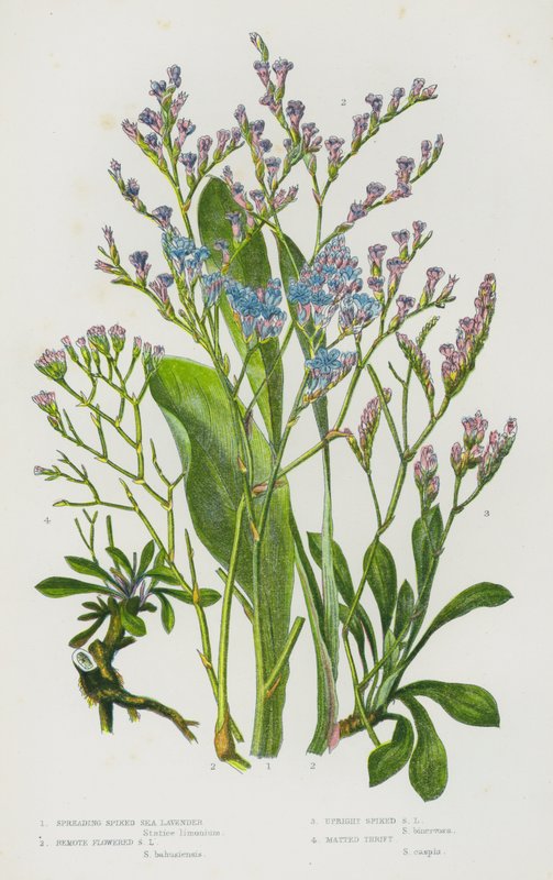 Blommande växter i Storbritannien: Spridande spikad havslavendel, fjärrblommad havslavendel, upprätt spikad havslavendel, mattad sparsamhet (färg litho) av English School