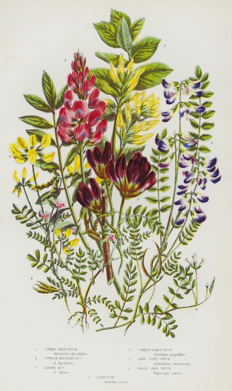 Blommande växter i Storbritannien: Sweet Milk-Vetch, Purple Mountain Milk-Vetch, Alpine Milk-Vetch, Common Bird
