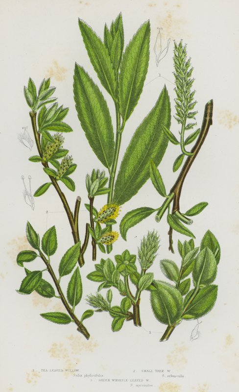 Blommande växter i Storbritannien: tebladspil, liten trädpil, grön pilblad (färg litho) av English School