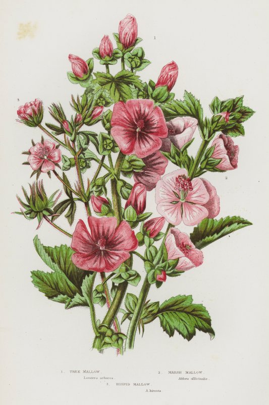 Blommande växter i Storbritannien: Tree Mallow, Marsh Mallow, Hispid Mallow (färglitografi) av English School
