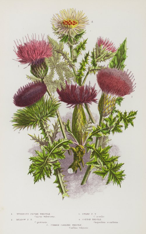 Blommande växter i Storbritannien: Knölplumstistel, ängsplumstistel, dvärgplumstistel, bomullstistel, karlintistel (färglitografi) av English School
