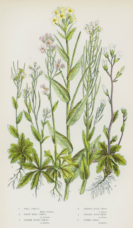 Blommande växter i Storbritannien: Väggkrasse, hårig väggkrasse, alpin bergkrasse, Bristolbergkrasse, fransig bergkrasse, tornkrasse (färglitografi) av English School