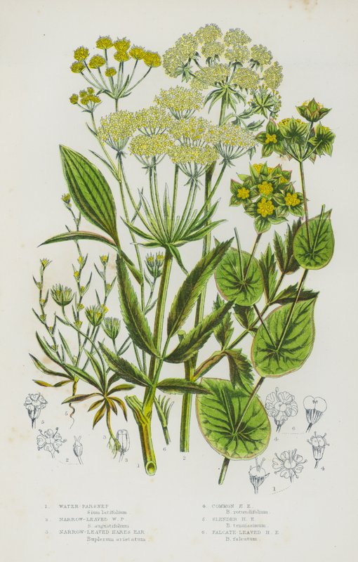 Blommande växter i Storbritannien: vattenpalsternacka, smalbladig vattenpalsternacka, smalbladig hareöra, vanligt haröra, smala hareöra, falkbladshareöra (färg litho) av English School