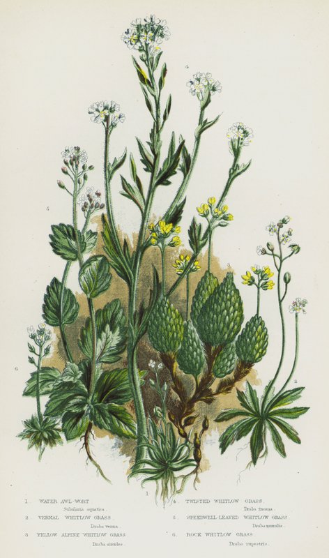 Blommande växter i Storbritannien: vattenört, vernal whitlow grass, Yellow alpine whitlow grass, twisted whitlow grass, Speedwell-Leaved Whitlow Grass, Rock Whitlow Grass (färg litho) av English School
