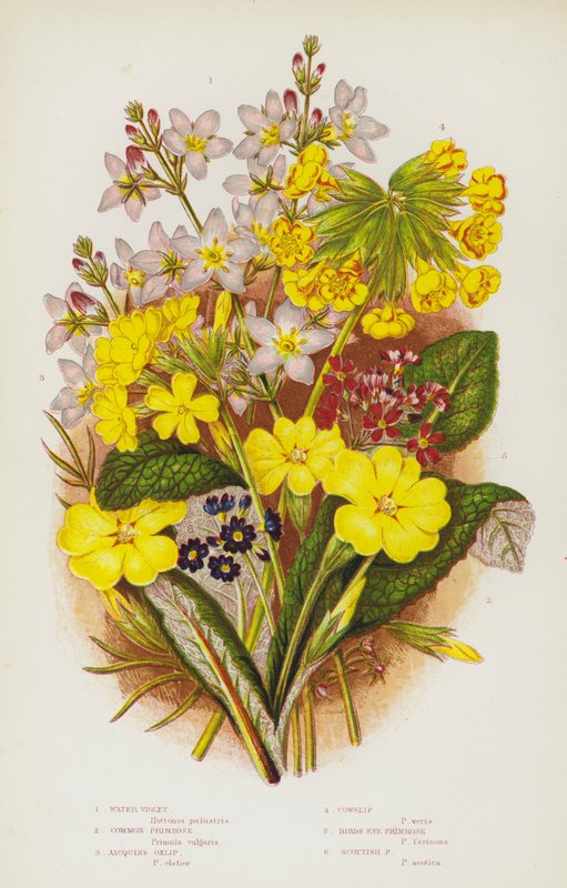 Blommande växter i Storbritannien: Vattenviol, Primrose, Jacquins Oxlip, Cowslip, Birds Eye Primrose, Scottish Primrose (färg litho) av English School
